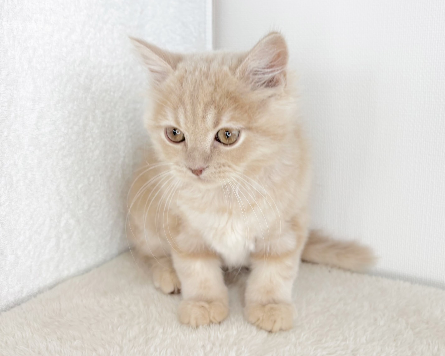 群馬県のスコティッシュフォールド (かねだいペットトライアル桐生/2025年10月28日生まれ/男の子/クリーム)の子猫の4枚目の画像