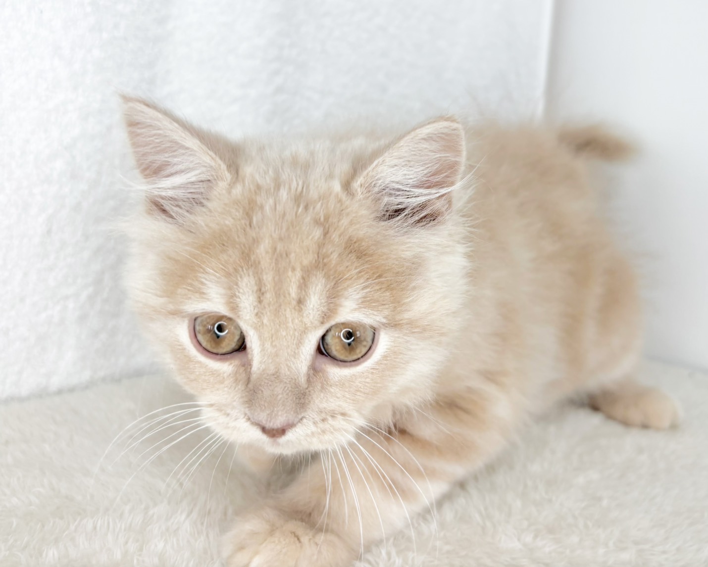 群馬県のスコティッシュフォールド (かねだいペットトライアル桐生/2025年10月28日生まれ/男の子/クリーム)の子猫の1枚目の画像