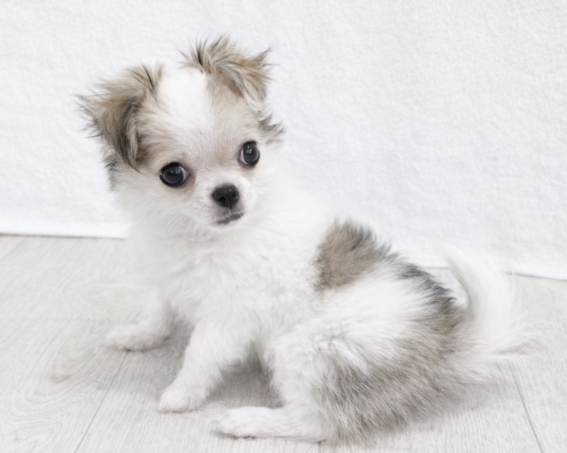 群馬県のチワワ(ロング) (かねだいペットトライアル桐生/2025年10月28日生まれ/女の子/ホワイトレッド)の子犬の2枚目の画像