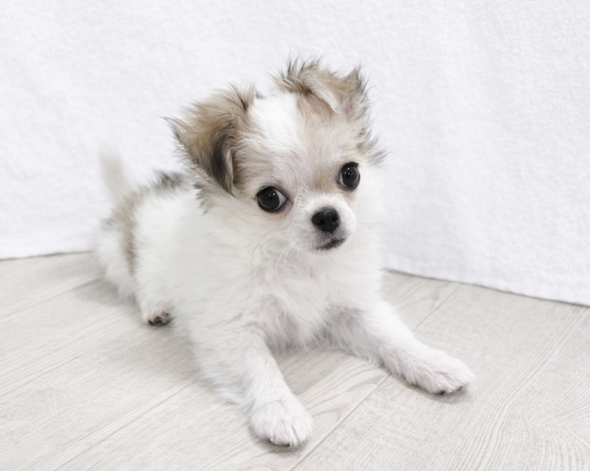 群馬県のチワワ(ロング) (かねだいペットトライアル桐生/2025年10月28日生まれ/女の子/ホワイトレッド)の子犬の1枚目の画像