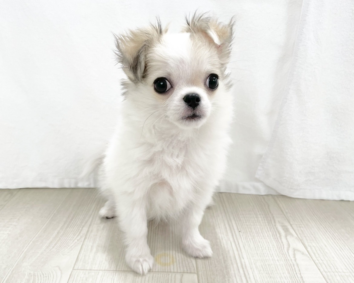 群馬県のチワワ(ロング) (かねだいペットトライアル桐生/2025年10月28日生まれ/女の子/ホワイトレッド)の子犬の4枚目の画像