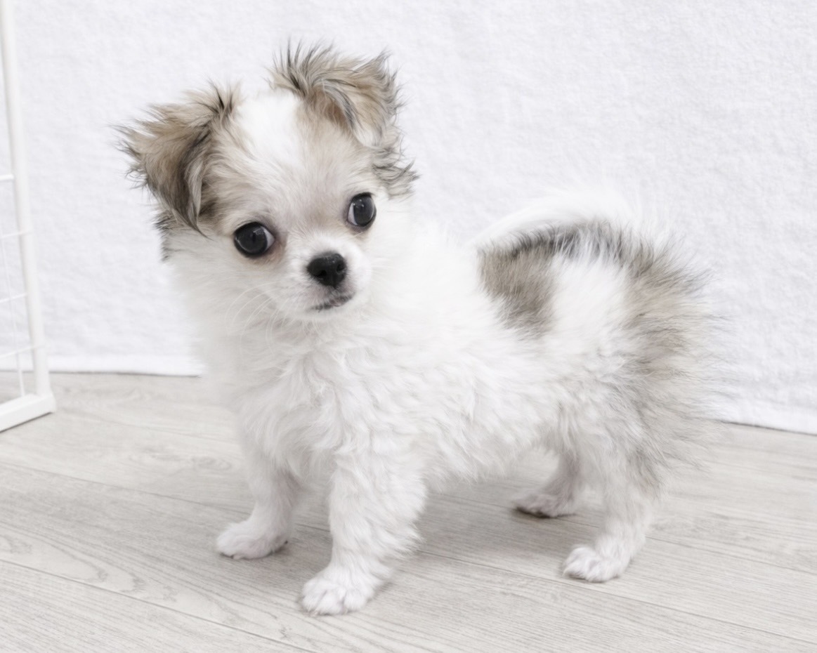 群馬県のチワワ(ロング) (かねだいペットトライアル桐生/2025年10月28日生まれ/女の子/ホワイトレッド)の子犬の3枚目の画像