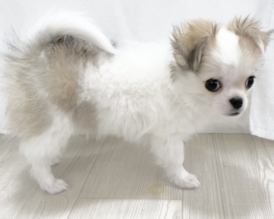 群馬県のチワワ(ロング) (かねだいペットトライアル桐生/2025年10月28日生まれ/女の子/ホワイトレッド)の子犬の1枚目の画像