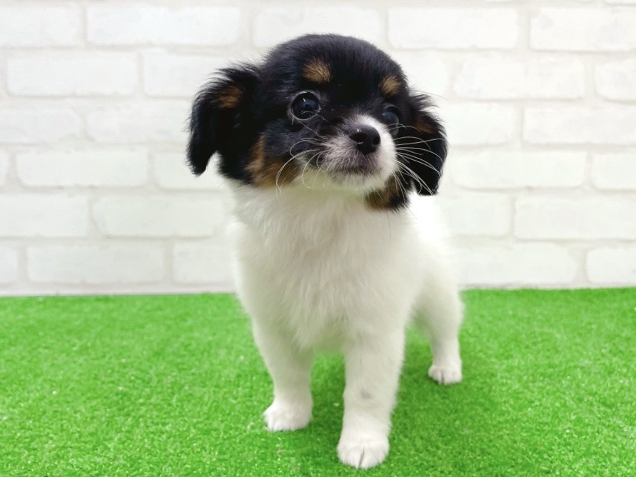 東京都のチワズー/チワシーズ(チワワ×シーズー) (かねだい立川店/2025年11月15日生まれ/女の子/ホワイトブラックタン)の子犬の2枚目の画像