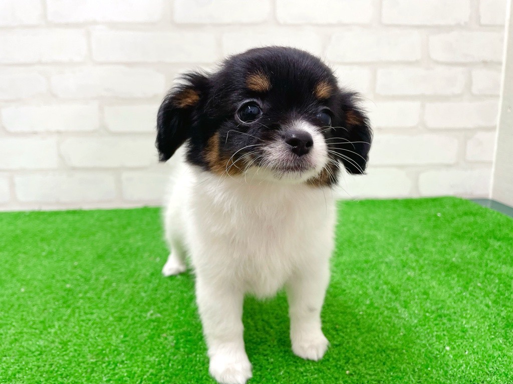 東京都のチワズー/チワシーズ(チワワ×シーズー) (かねだい立川店/2025年11月15日生まれ/女の子/ホワイトブラックタン)の子犬の1枚目の画像