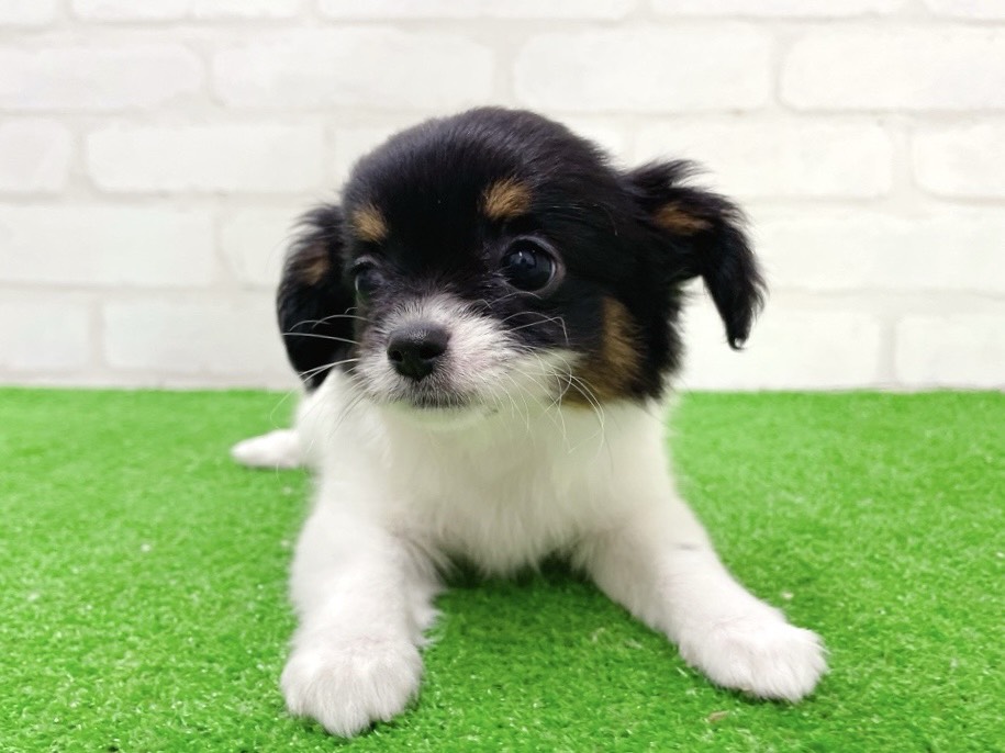 東京都のチワズー/チワシーズ(チワワ×シーズー) (かねだい立川店/2025年11月15日生まれ/女の子/ホワイトブラックタン)の子犬の3枚目の画像