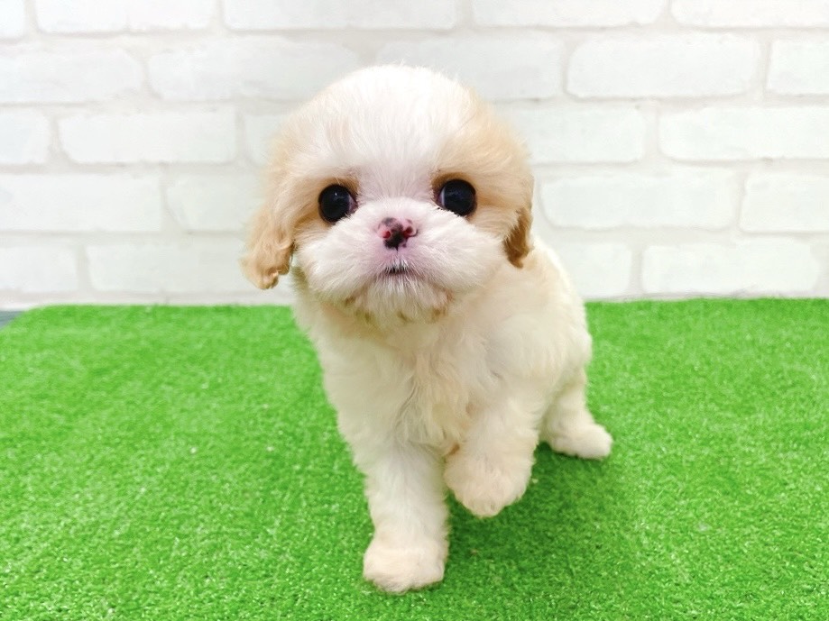 東京都のハーフ犬・ミックス犬 (かねだい立川店/2025年11月14日生まれ/男の子/ブレンハイム)の子犬の1枚目の画像