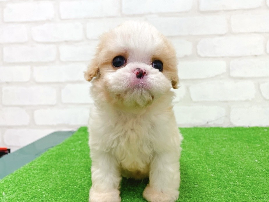 東京都のハーフ犬・ミックス犬 (かねだい立川店/2025年11月14日生まれ/男の子/ブレンハイム)の子犬の2枚目の画像