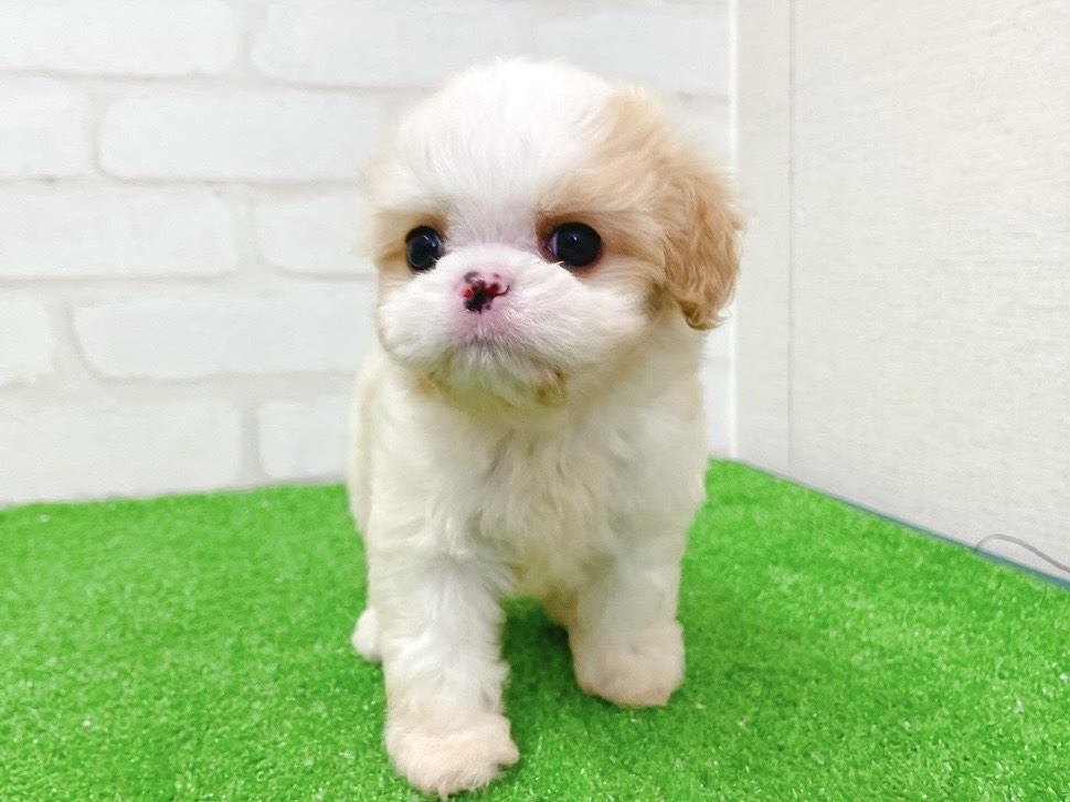 東京都のハーフ犬・ミックス犬 (かねだい立川店/2025年11月14日生まれ/男の子/ブレンハイム)の子犬の3枚目の画像