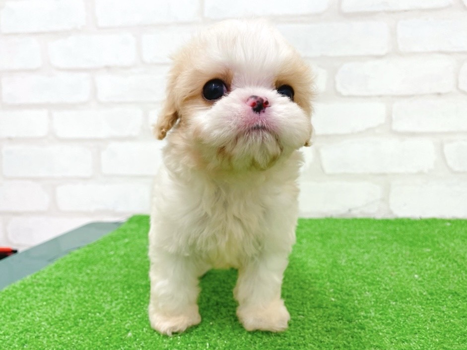 東京都のハーフ犬・ミックス犬 (かねだい立川店/2025年11月14日生まれ/男の子/ブレンハイム)の子犬の4枚目の画像