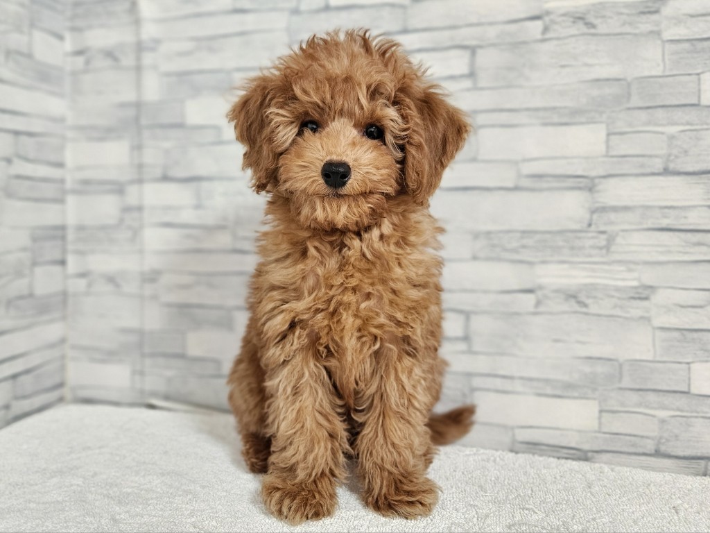 神奈川県のトイプードル(トイ) (かねだいペットトライアル相模原/2025年11月3日生まれ/男の子/レッド)の子犬の1枚目の画像