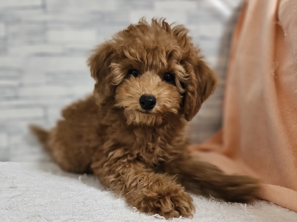 神奈川県のトイプードル(トイ) (かねだいペットトライアル相模原/2025年11月3日生まれ/男の子/レッド)の子犬の3枚目の画像