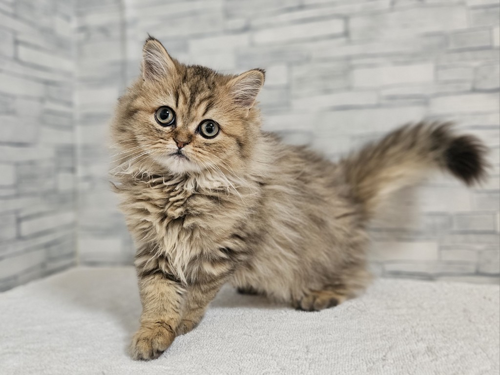 神奈川県のペルシャ (かねだいペットトライアル相模原/2025年10月9日生まれ/女の子/チンチラゴールデン)の子猫の1枚目の画像