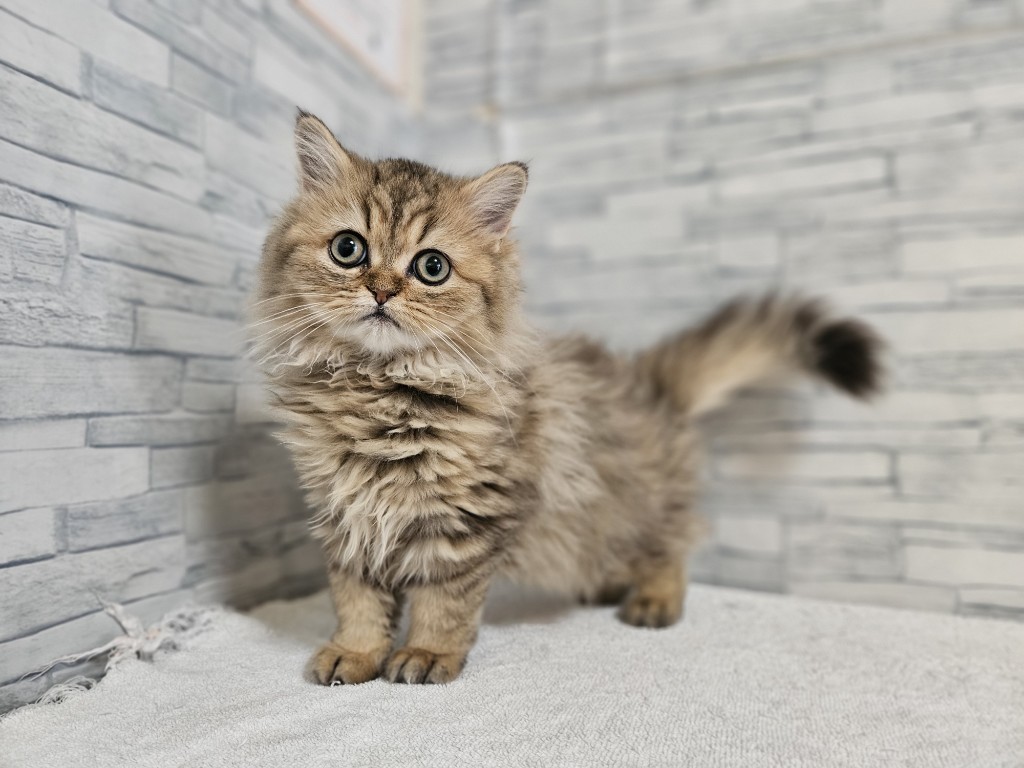 神奈川県のペルシャ (かねだいペットトライアル相模原/2025年10月9日生まれ/女の子/チンチラゴールデン)の子猫の2枚目の画像