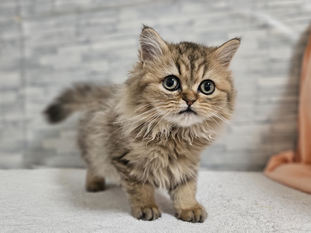 神奈川県のペルシャ (かねだいペットトライアル相模原/2025年10月9日生まれ/女の子/チンチラゴールデン)の子猫の3枚目の画像