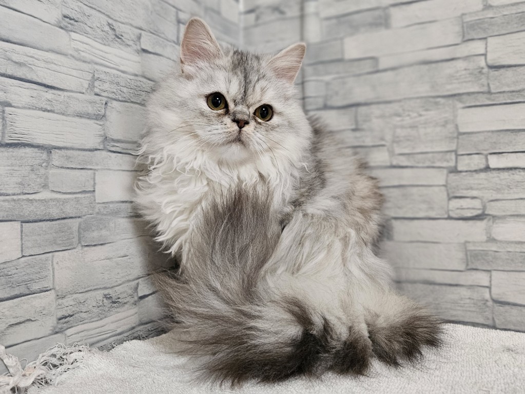 神奈川県のミヌエット (かねだいペットトライアル相模原/2025年8月30日生まれ/女の子/シルバーパッチドタビー)の子猫の3枚目の画像