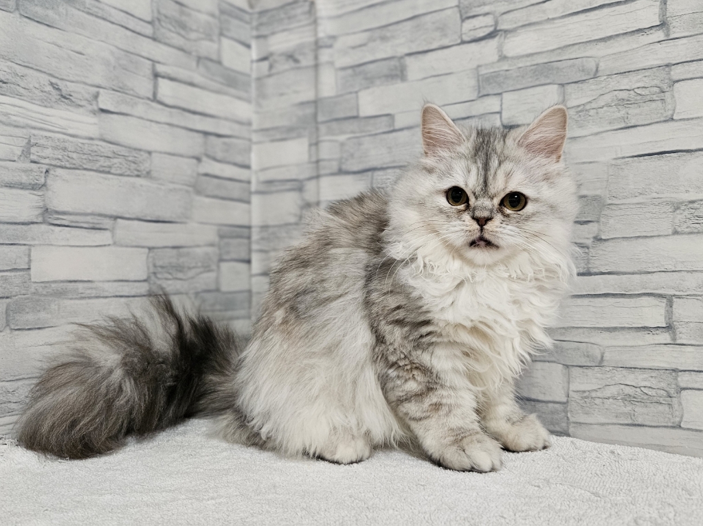 神奈川県のミヌエット (かねだいペットトライアル相模原/2025年8月30日生まれ/女の子/シルバーパッチドタビー)の子猫の4枚目の画像