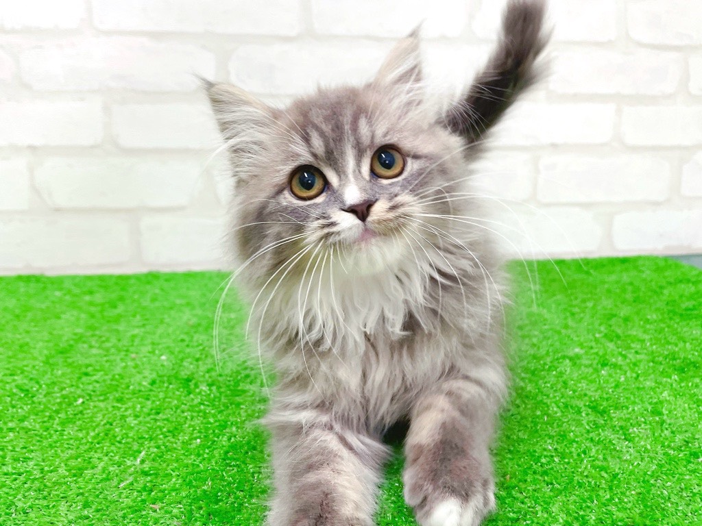 東京都のマンチカン (かねだい立川店/2025年10月12日生まれ/男の子/ブルータビーホワイト)の子猫の1枚目の画像