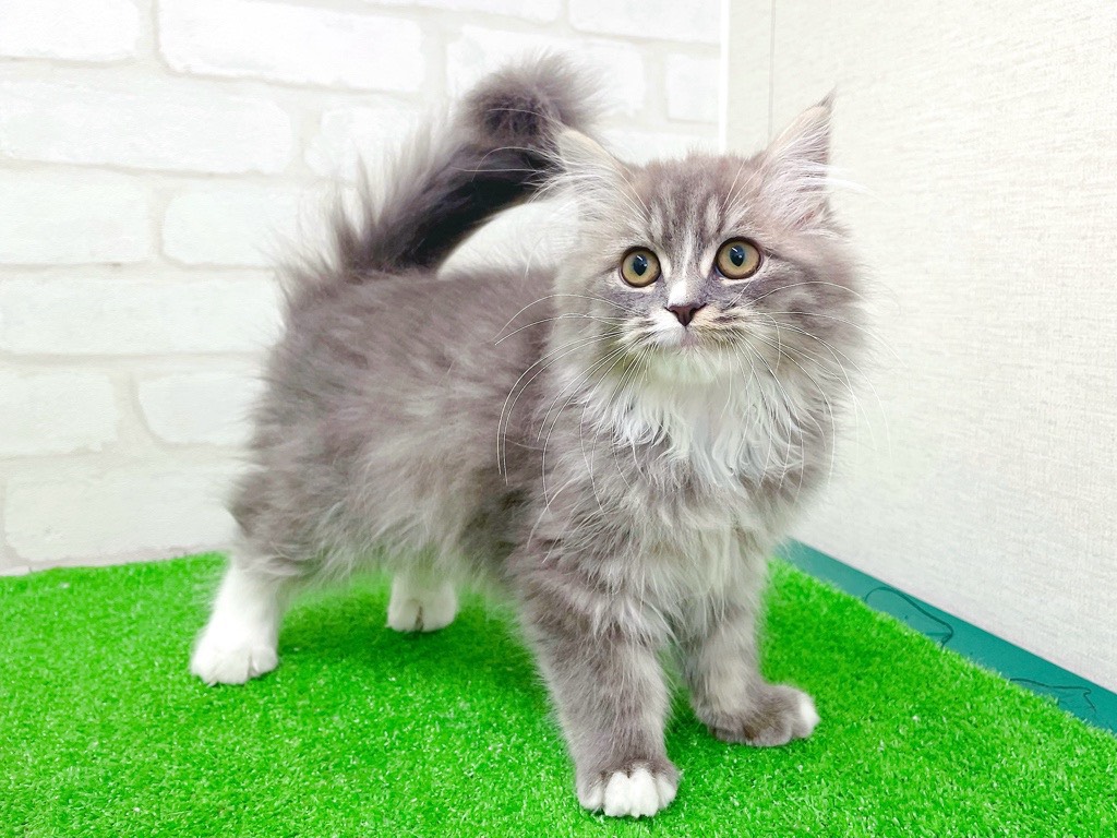 東京都のマンチカン (かねだい立川店/2025年10月12日生まれ/男の子/ブルータビーホワイト)の子猫の2枚目の画像