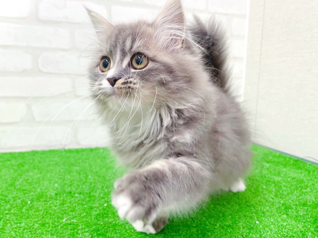 東京都のマンチカン (かねだい立川店/2025年10月12日生まれ/男の子/ブルータビーホワイト)の子猫の3枚目の画像