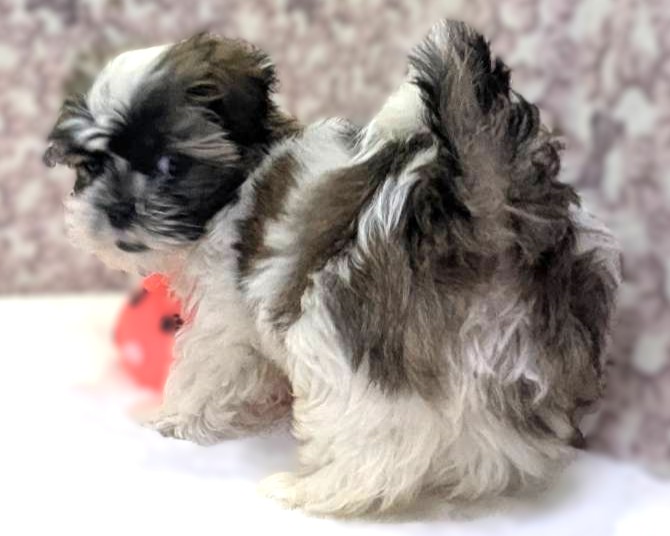 茨城県のマルズー/マルシーズ(マルチーズ×シーズー) (かねだいペットトライアル利根川/2025年11月17日生まれ/男の子/ゴールドホワイト)の子犬の3枚目の画像