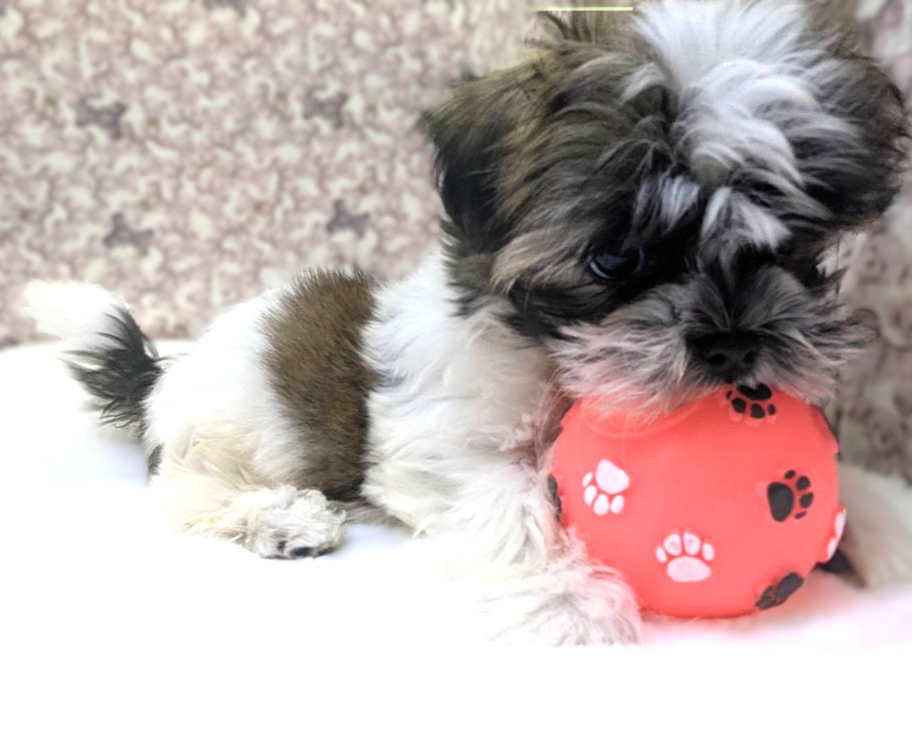 茨城県のマルズー/マルシーズ(マルチーズ×シーズー) (かねだいペットトライアル利根川/2025年11月17日生まれ/男の子/ゴールドホワイト)の子犬の4枚目の画像