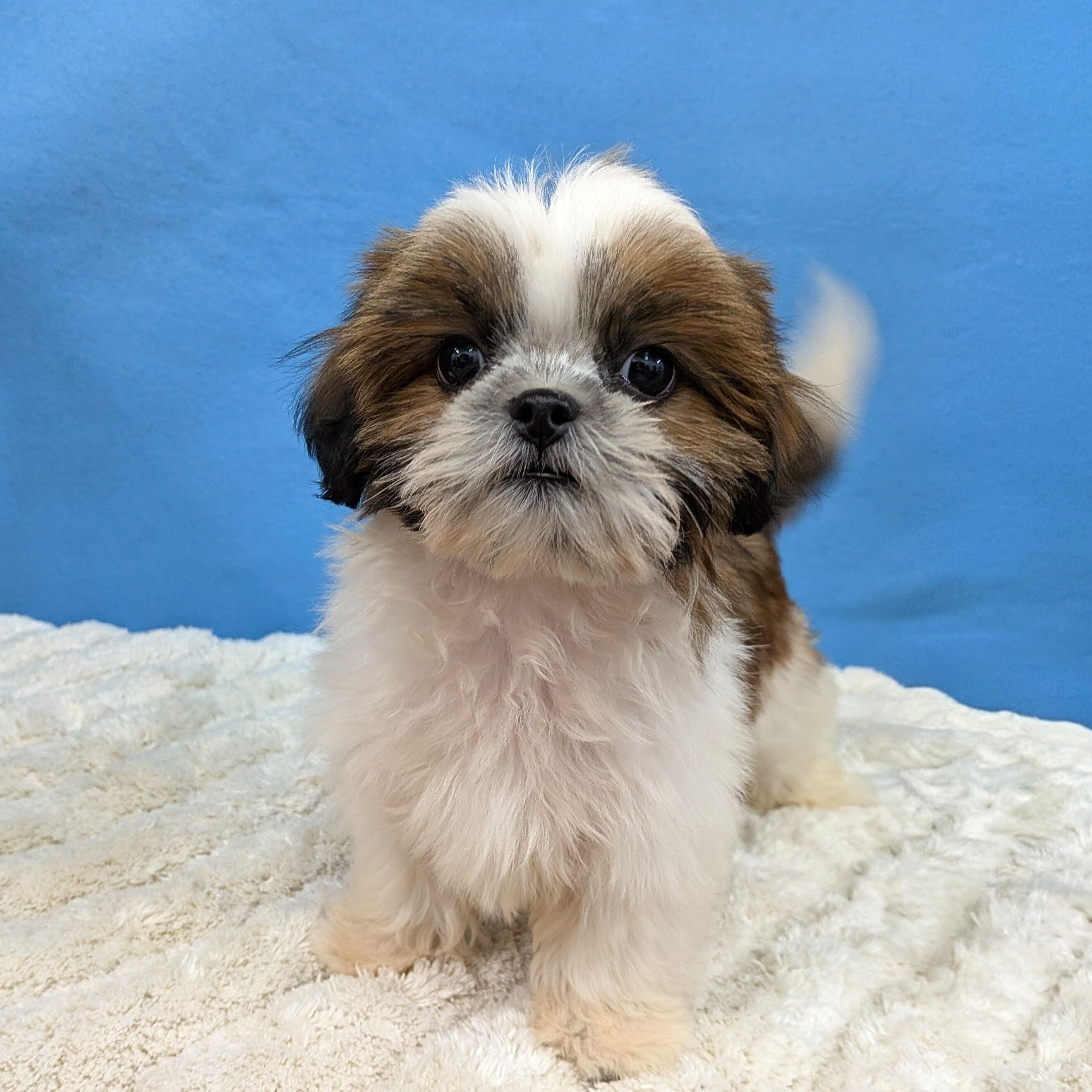 千葉県のシーズー (かねだい四街道店/2025年10月29日生まれ/女の子/ホワイトゴールド)の子犬の1枚目の画像