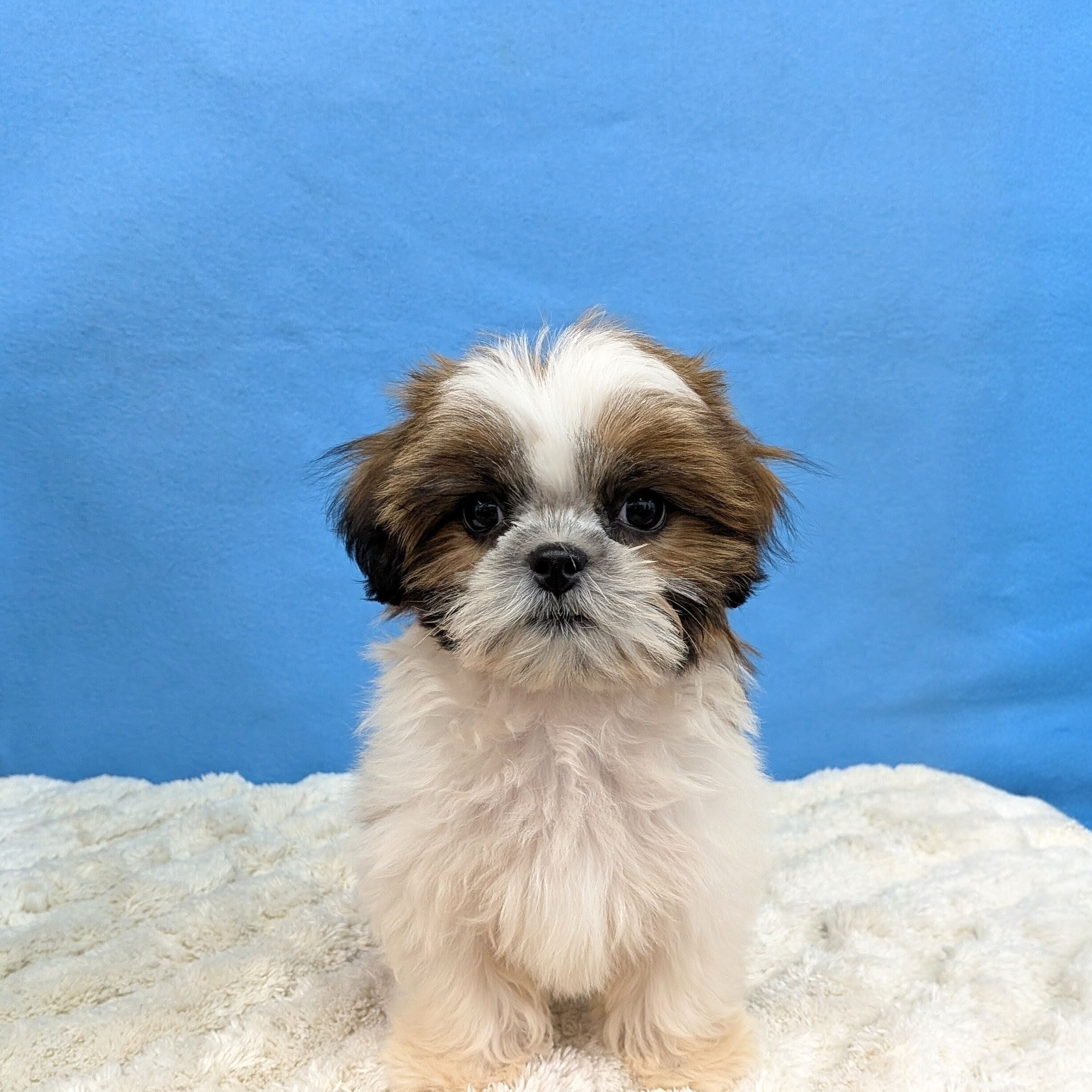 千葉県のシーズー (かねだい四街道店/2025年10月29日生まれ/女の子/ホワイトゴールド)の子犬の2枚目の画像