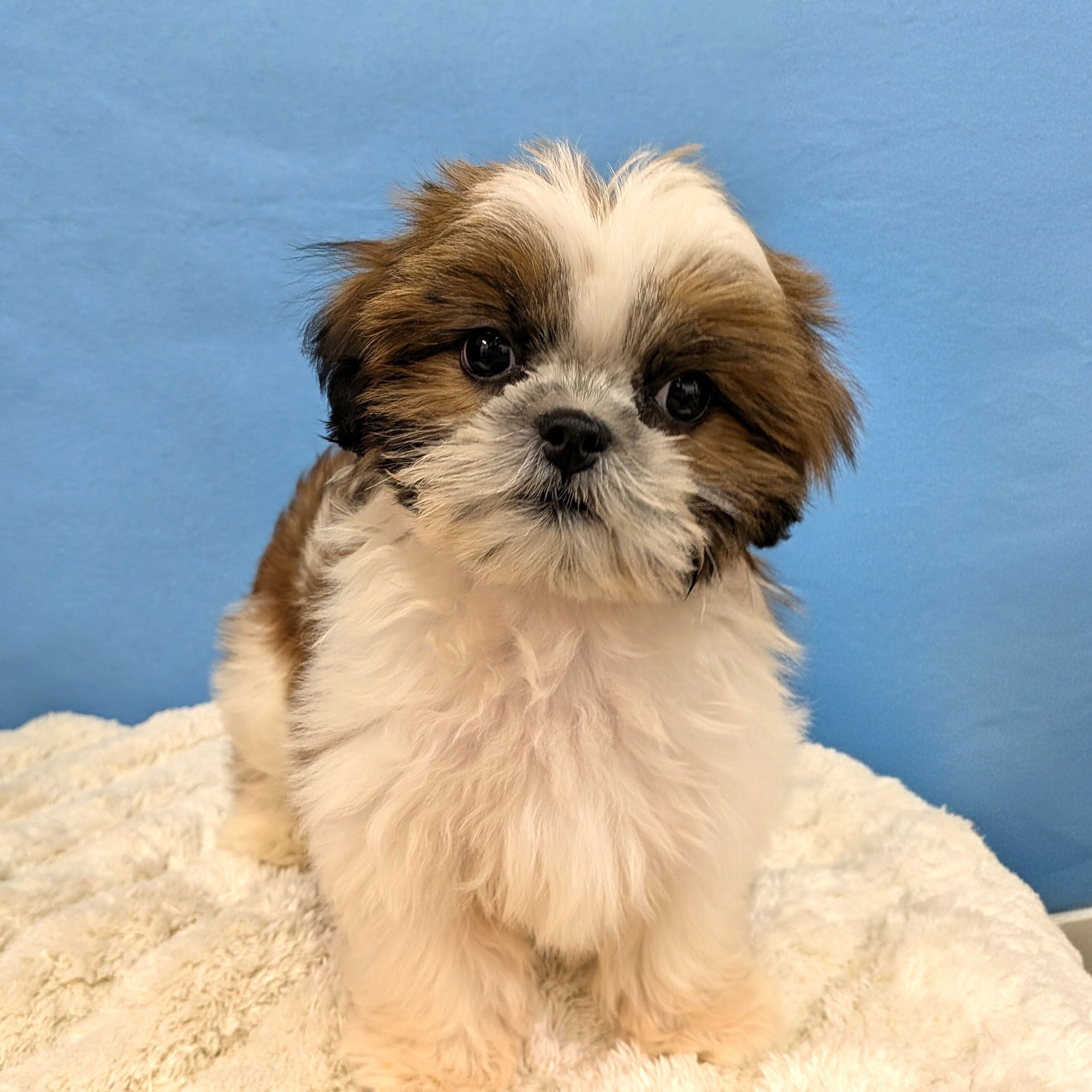 千葉県のシーズー (かねだい四街道店/2025年10月29日生まれ/女の子/ホワイトゴールド)の子犬の3枚目の画像