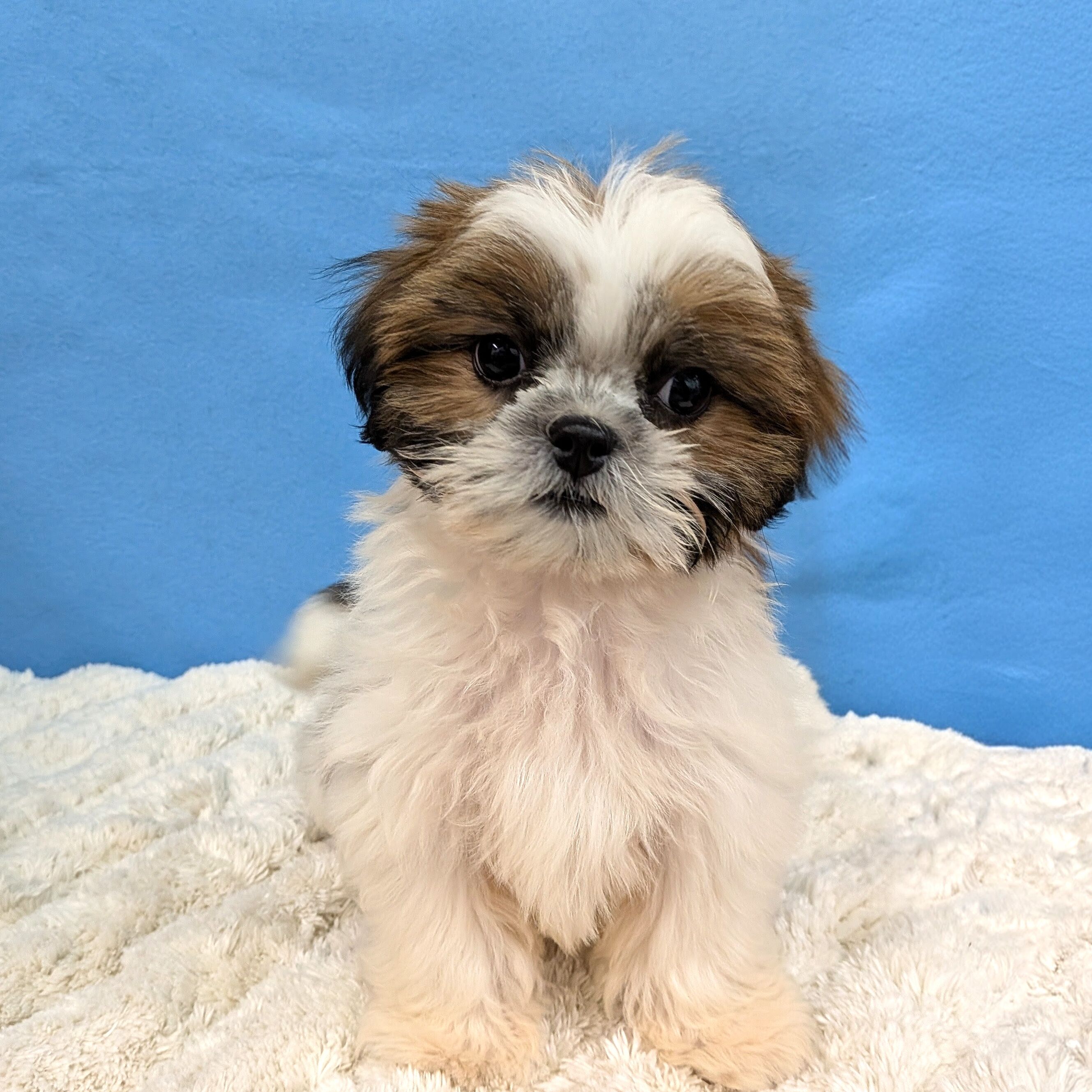 千葉県のシーズー (かねだい四街道店/2025年10月29日生まれ/女の子/ホワイトゴールド)の子犬の4枚目の画像