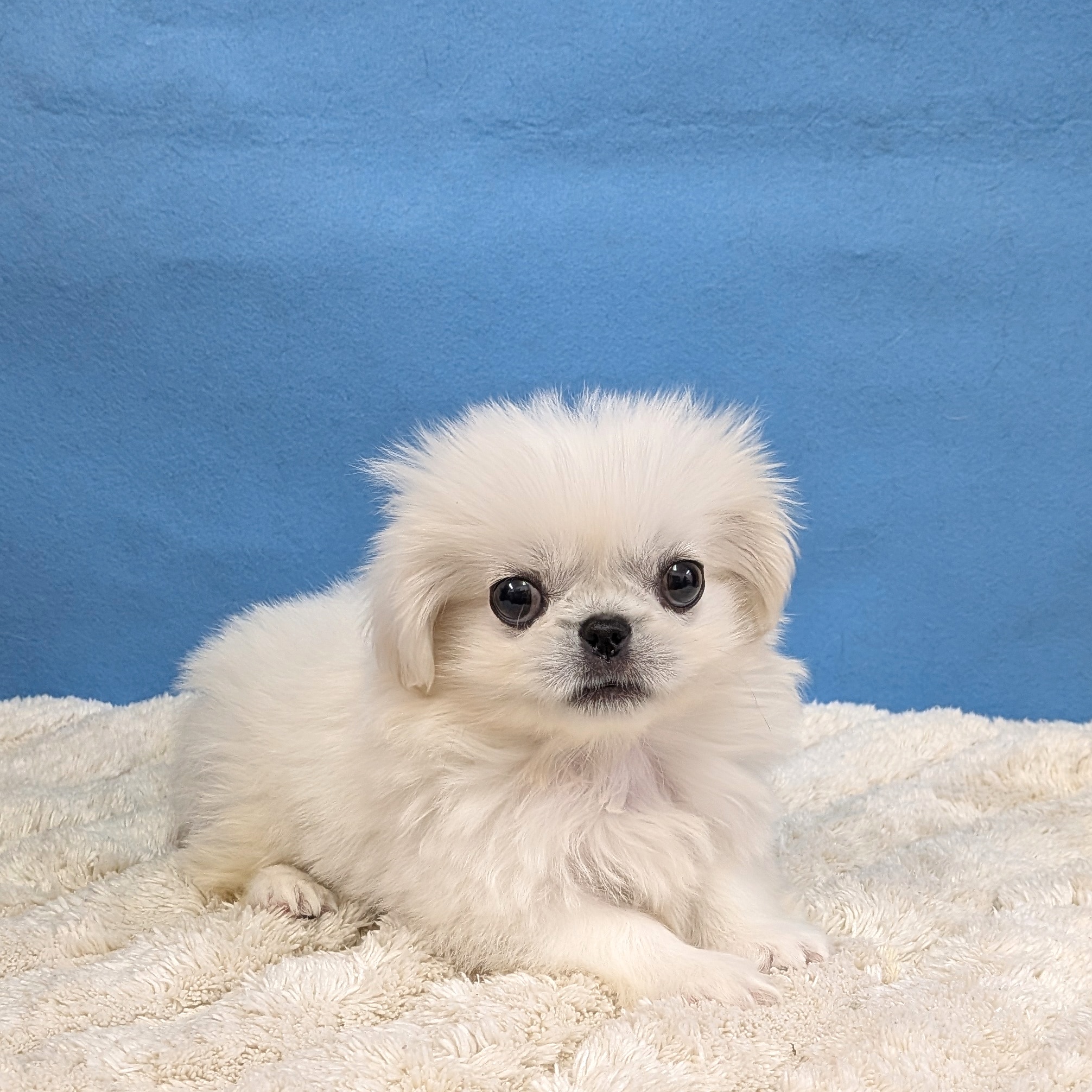 千葉県のペキニーズ (かねだい四街道店/2025年11月8日生まれ/男の子/ホワイト)の子犬の1枚目の画像