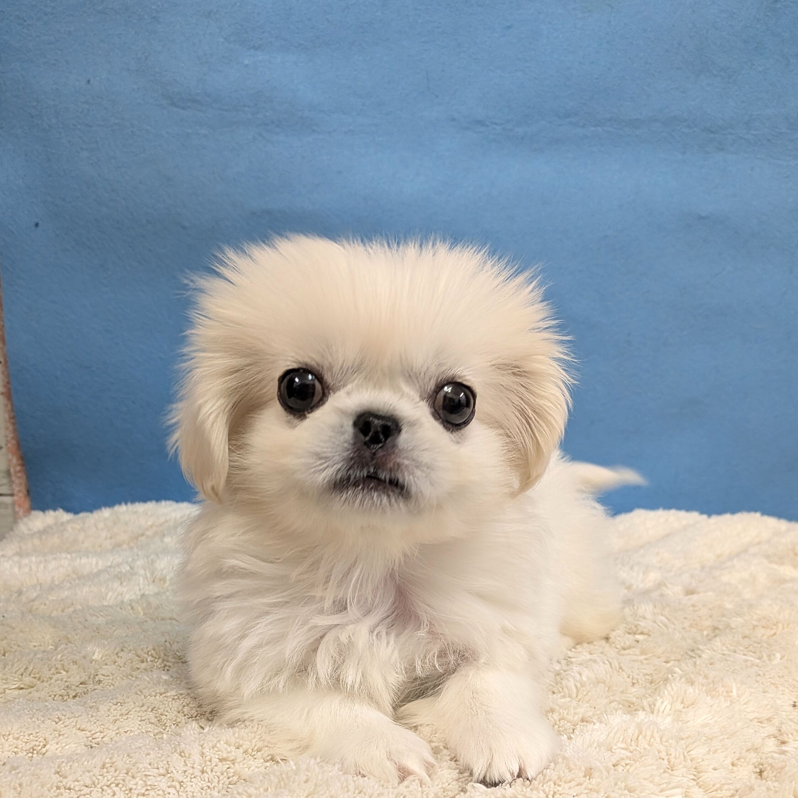 千葉県のペキニーズ (かねだい四街道店/2025年11月8日生まれ/男の子/ホワイト)の子犬の2枚目の画像