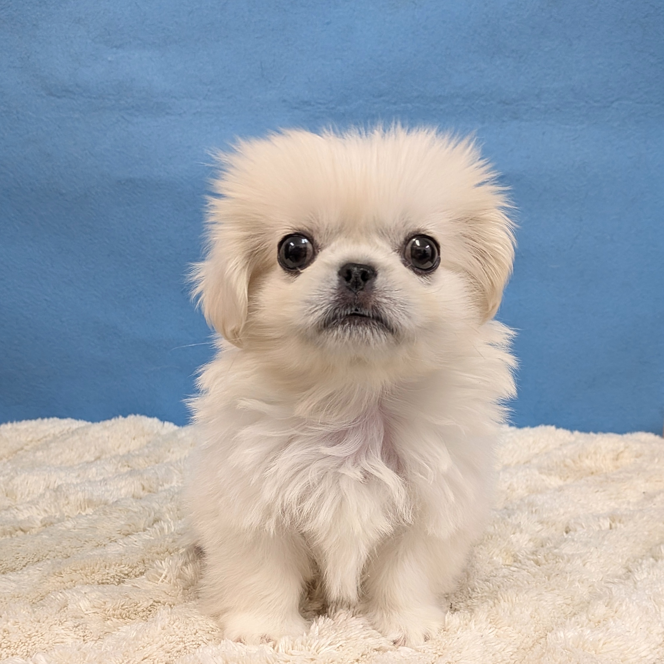 千葉県のペキニーズ (かねだい四街道店/2025年11月8日生まれ/男の子/ホワイト)の子犬の3枚目の画像