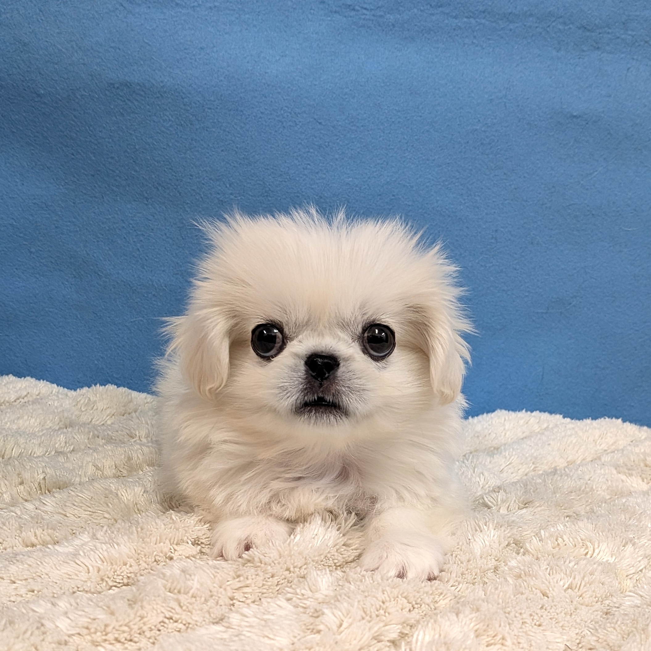 千葉県のペキニーズ (かねだい四街道店/2025年11月8日生まれ/男の子/ホワイト)の子犬の4枚目の画像