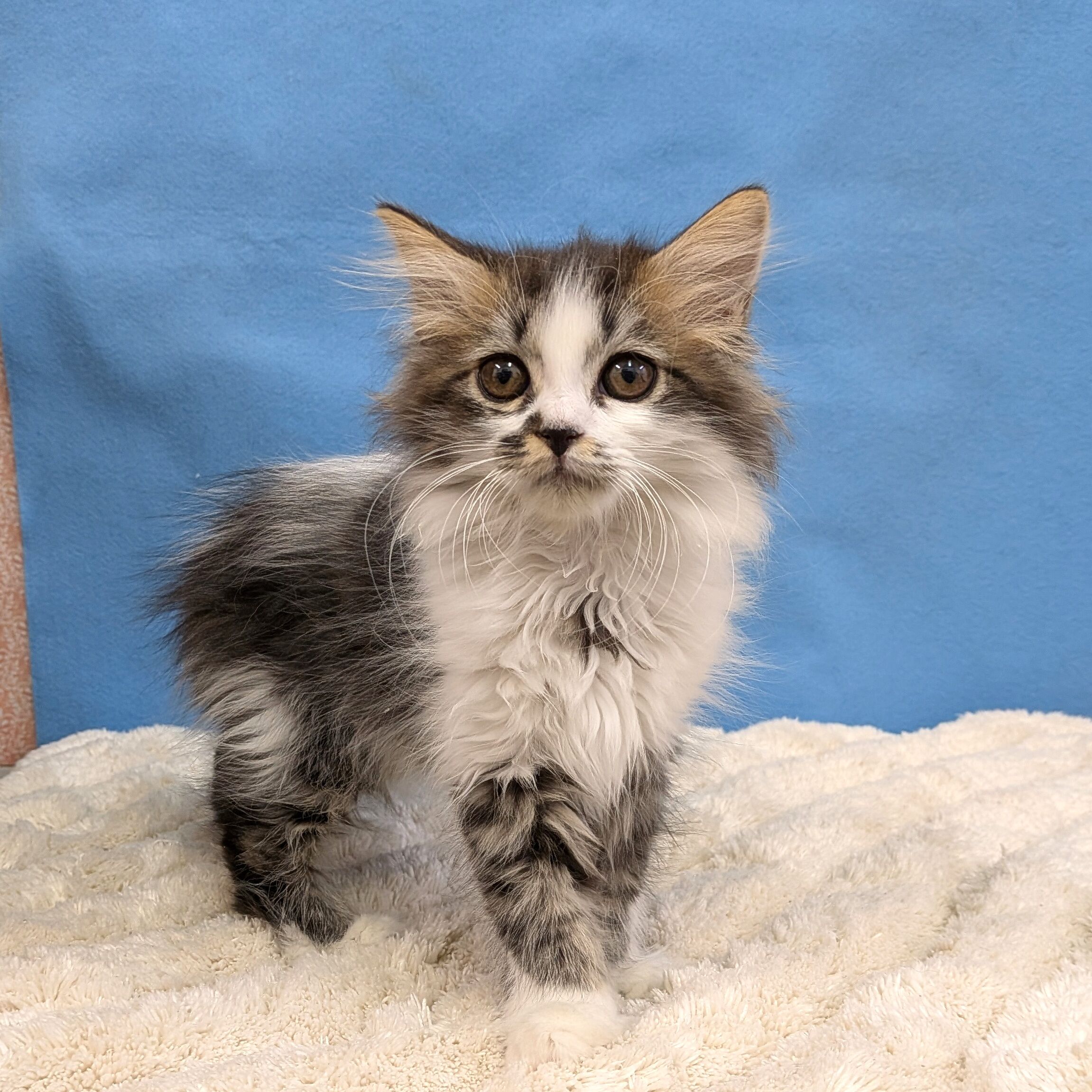 千葉県のミヌエット (かねだい四街道店/2025年11月13日生まれ/女の子/ブラウンタビーホワイト)の子猫の1枚目の画像