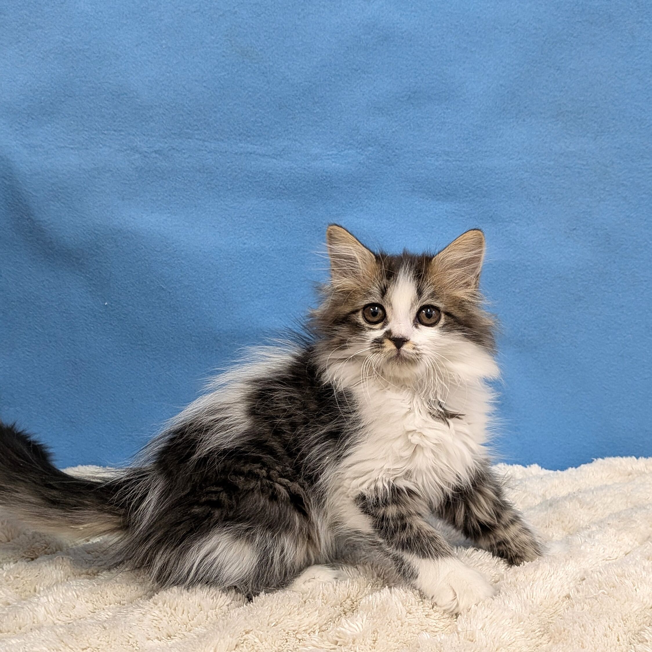 千葉県のミヌエット (かねだい四街道店/2025年11月13日生まれ/女の子/ブラウンタビーホワイト)の子猫の2枚目の画像