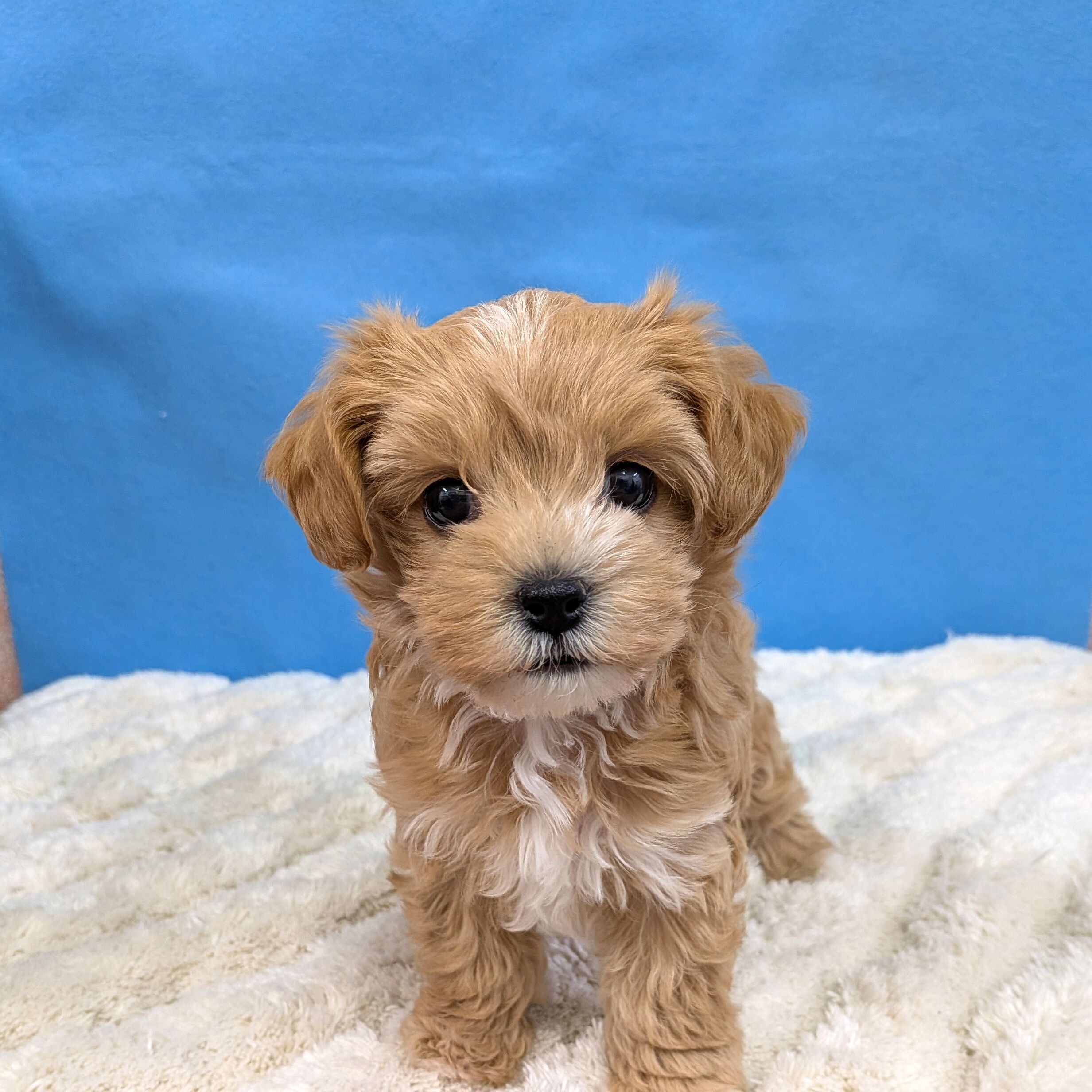 千葉県のハーフ犬・ミックス犬 (かねだい四街道店/2025年11月15日生まれ/女の子/アプリコット)の子犬の1枚目の画像