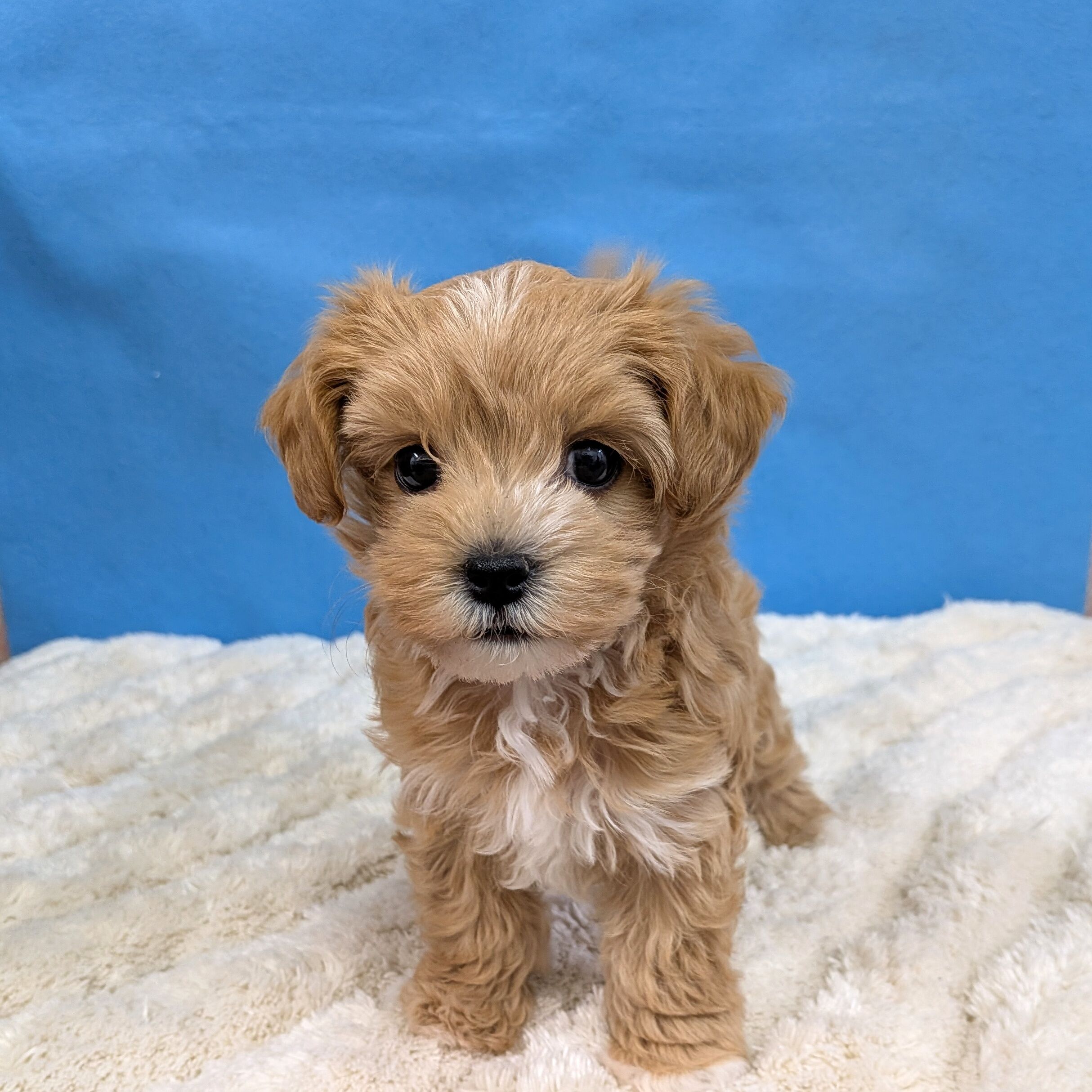 千葉県のハーフ犬・ミックス犬 (かねだい四街道店/2025年11月15日生まれ/女の子/アプリコット)の子犬の2枚目の画像