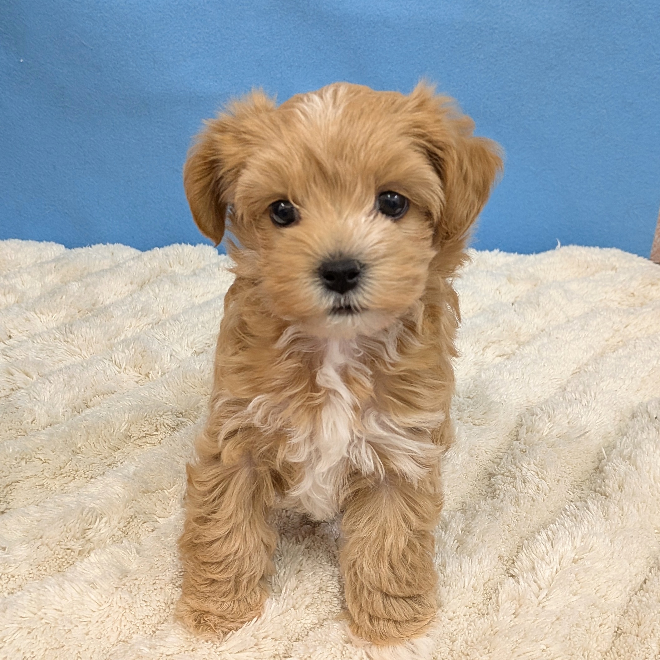 千葉県のハーフ犬・ミックス犬 (かねだい四街道店/2025年11月15日生まれ/女の子/アプリコット)の子犬の3枚目の画像