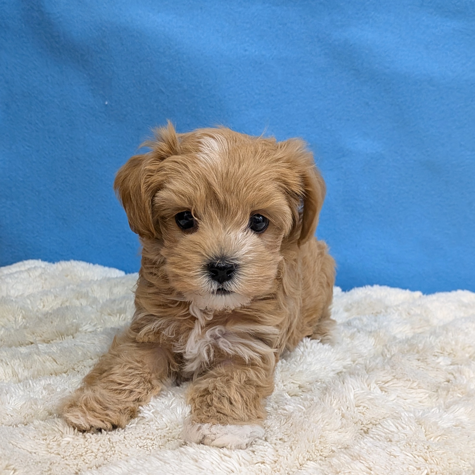 千葉県のハーフ犬・ミックス犬 (かねだい四街道店/2025年11月15日生まれ/女の子/アプリコット)の子犬の4枚目の画像