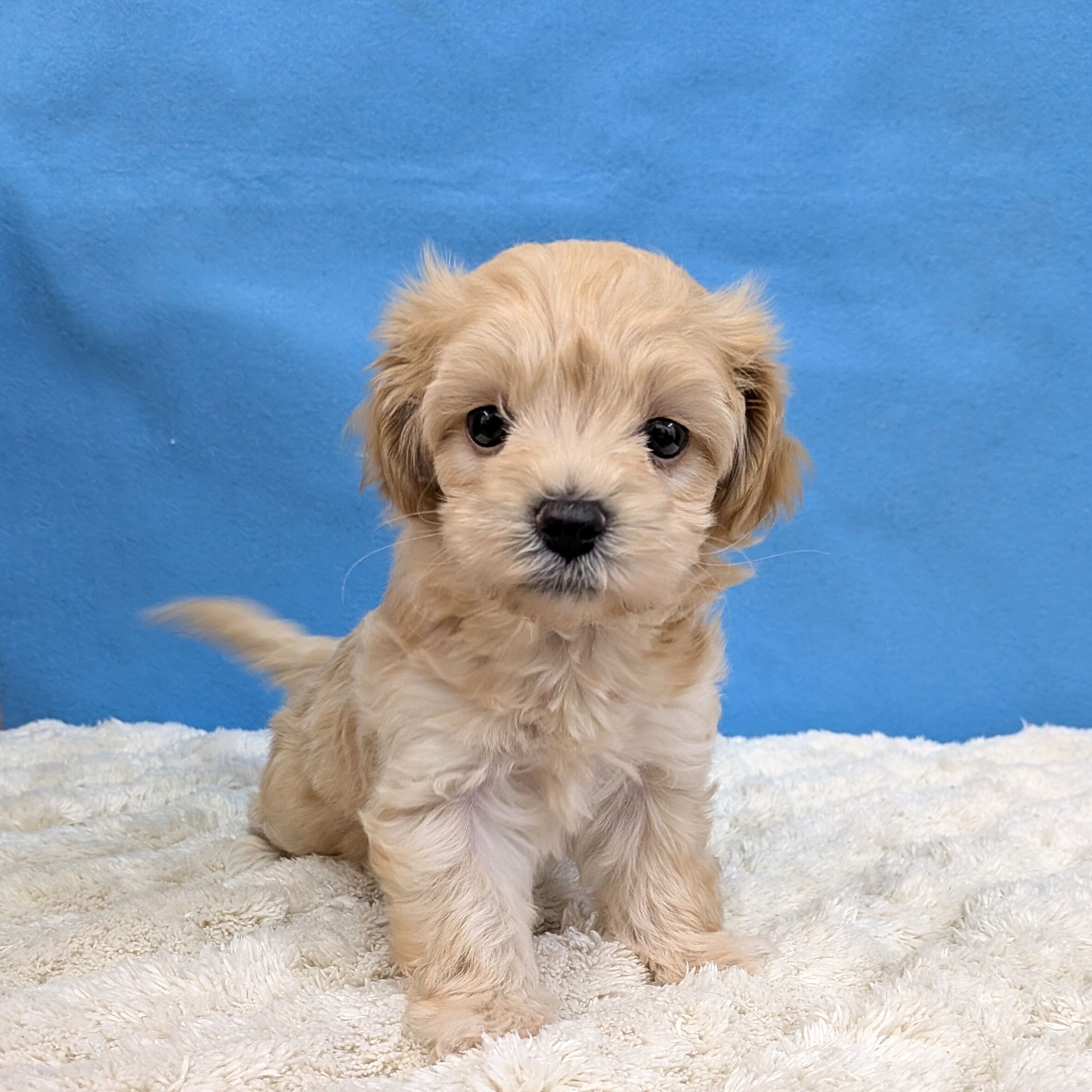 千葉県のハーフ犬・ミックス犬 (かねだい四街道店/2025年11月14日生まれ/女の子/アプリコット)の子犬の1枚目の画像