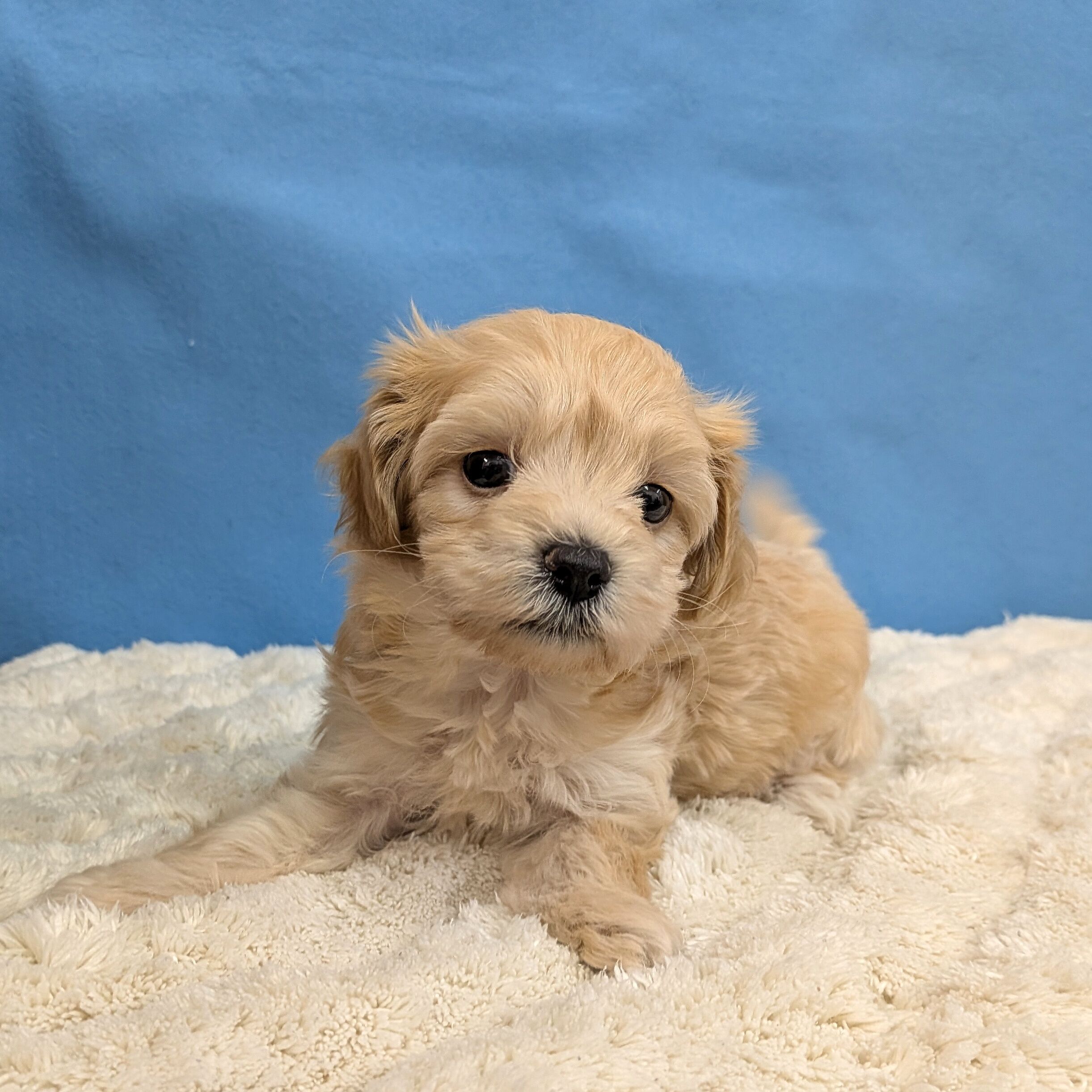 千葉県のハーフ犬・ミックス犬 (かねだい四街道店/2025年11月14日生まれ/女の子/アプリコット)の子犬の2枚目の画像