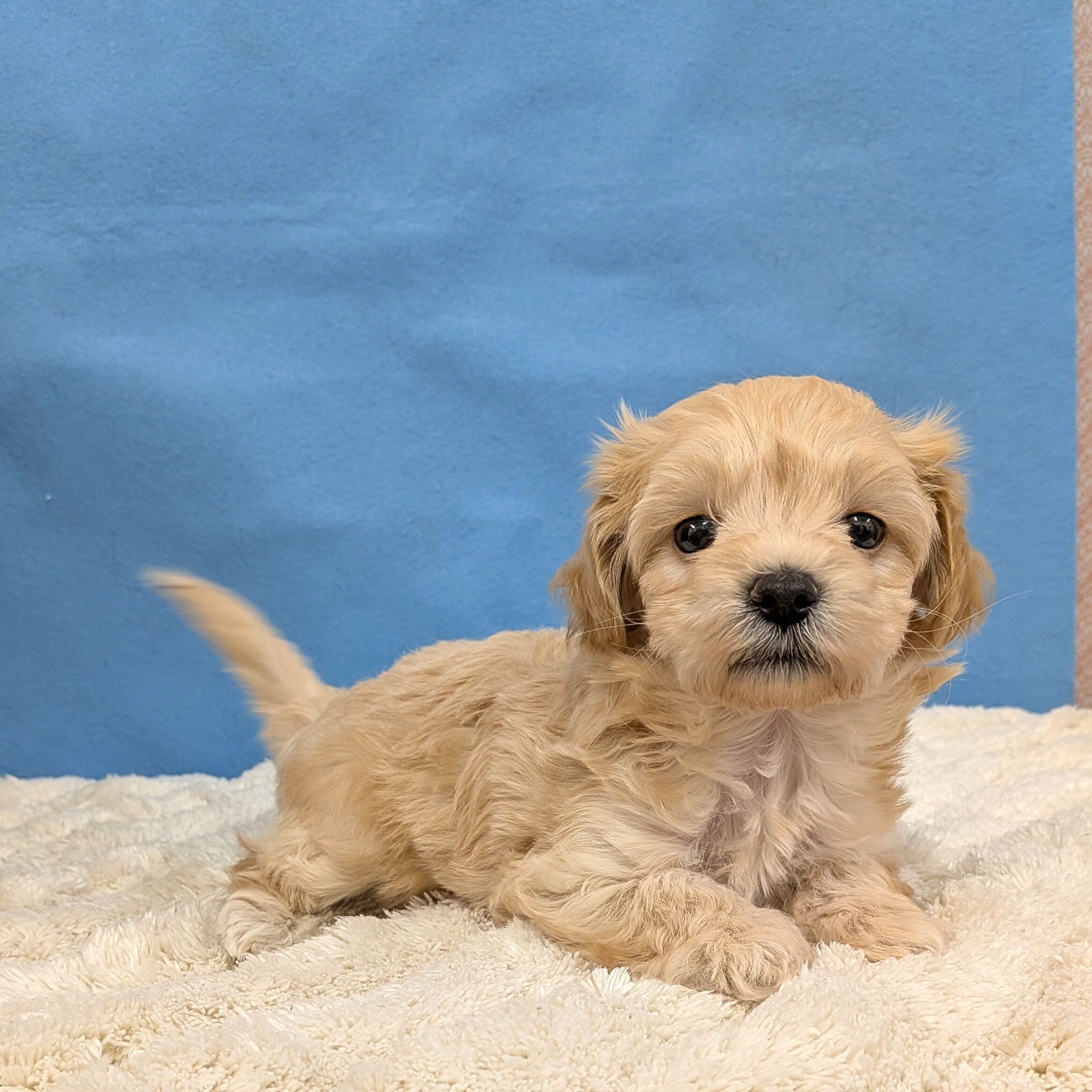 千葉県のハーフ犬・ミックス犬 (かねだい四街道店/2025年11月14日生まれ/女の子/アプリコット)の子犬の3枚目の画像