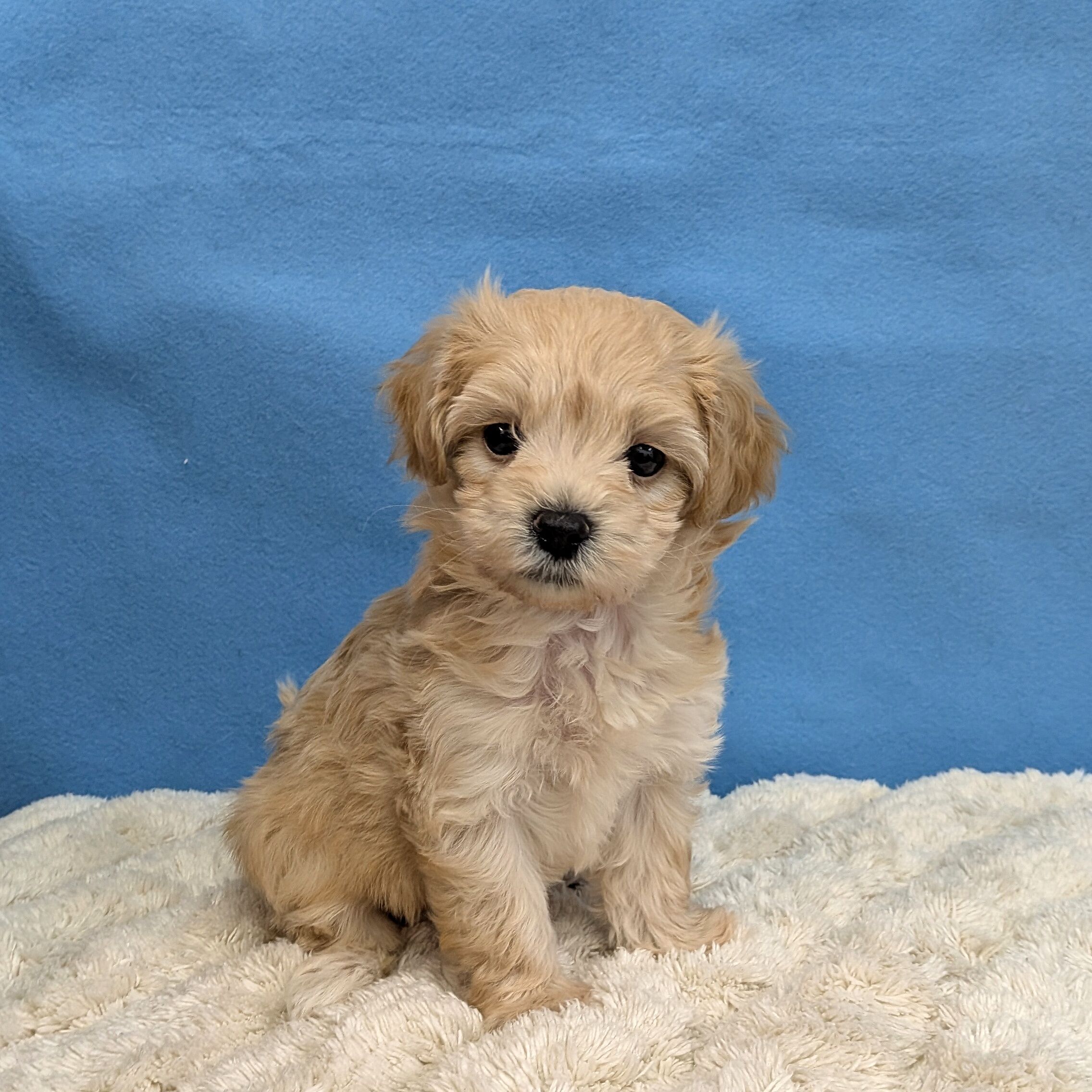 千葉県のハーフ犬・ミックス犬 (かねだい四街道店/2025年11月14日生まれ/女の子/アプリコット)の子犬の4枚目の画像