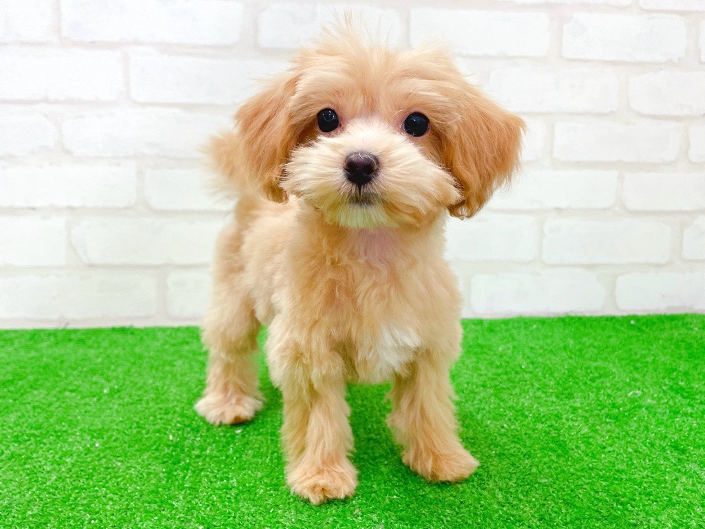 東京都のマルプー(マルチーズ×プードル) (かねだい立川店/2025年10月31日生まれ/男の子/アプリコット)の子犬の1枚目の画像