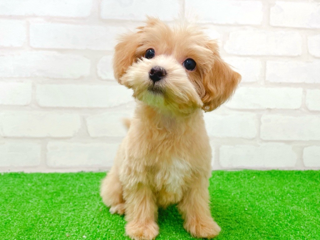 東京都のマルプー(マルチーズ×プードル) (かねだい立川店/2025年10月31日生まれ/男の子/アプリコット)の子犬の2枚目の画像