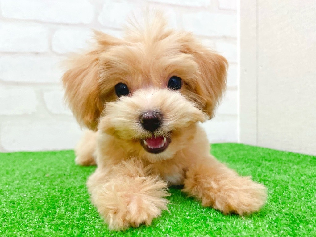 東京都のマルプー(マルチーズ×プードル) (かねだい立川店/2025年10月31日生まれ/男の子/アプリコット)の子犬の3枚目の画像