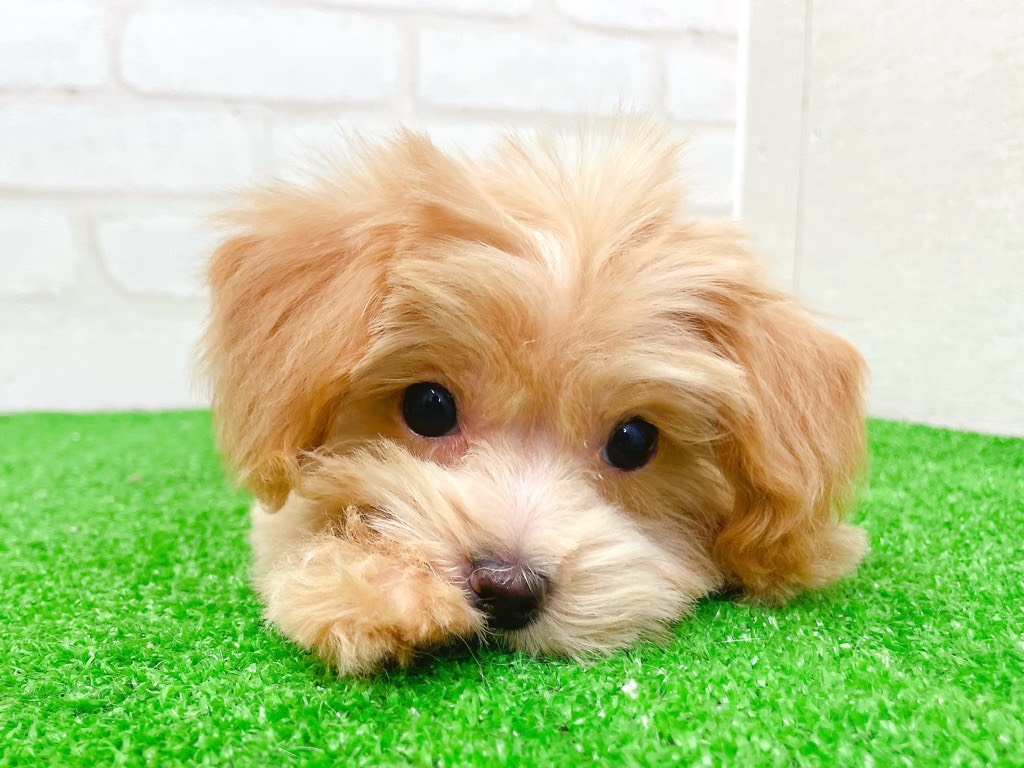 東京都のマルプー(マルチーズ×プードル) (かねだい立川店/2025年10月31日生まれ/男の子/アプリコット)の子犬の4枚目の画像