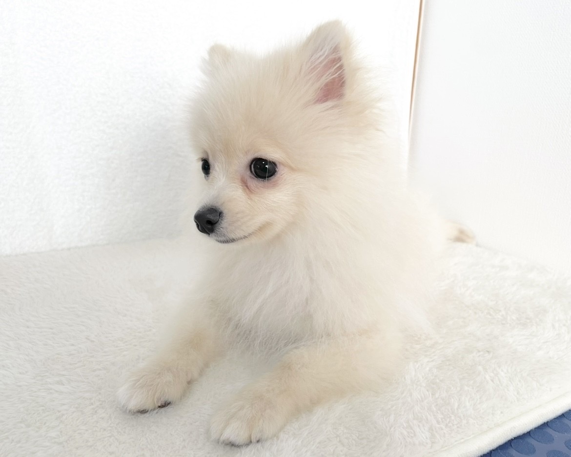 群馬県のポメラニアン (かねだいペットトライアル桐生/2025年9月15日生まれ/男の子/クリーム)の子犬の4枚目の画像