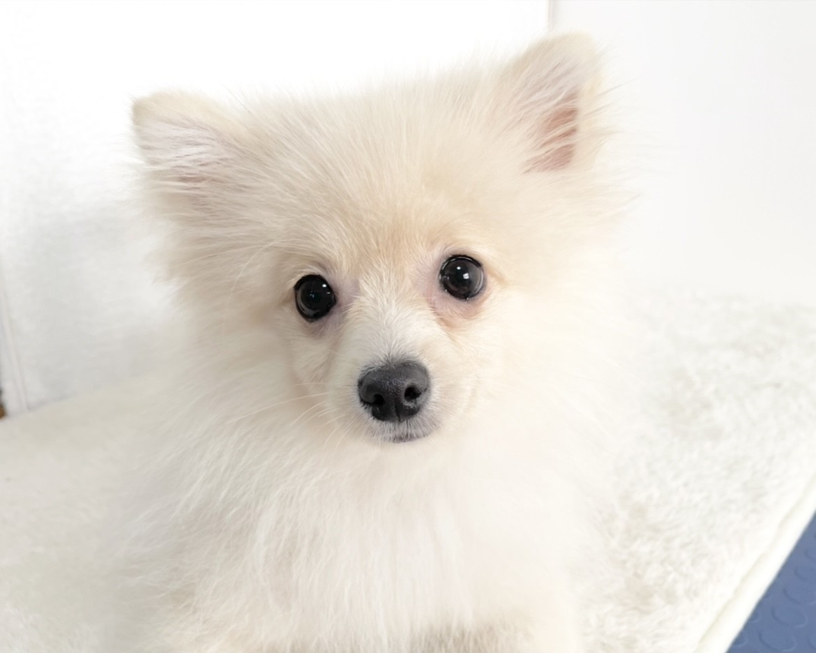 群馬県のポメラニアン (かねだいペットトライアル桐生/2025年9月15日生まれ/男の子/クリーム)の子犬の1枚目の画像